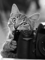 кошка грызет фотоаппарат