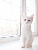 белого котенка