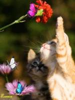 Котэ ловит бабочек
