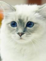 кошечки с голубыми глазками