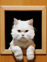 анимированных  животных  для телефона