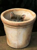 котенок спрятался в горшке