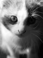 красивых котят