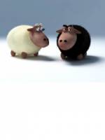Овцы