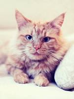 глазастого котика