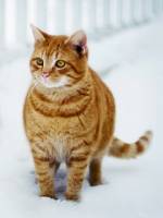 кошечки цвета тигра