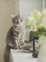 кошечки в шарфике