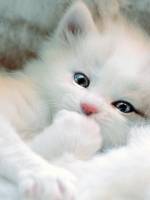Миленький котеноче