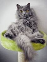 прикольные с крутой кошечкой