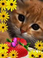 Смешные коты фото приколы