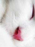 шотландская прямоухая кошка фото