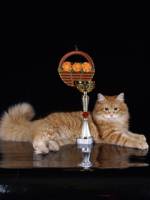 Фотографии смешных котят