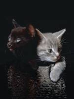 Двух забавных котенков