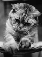 кошек прикольные