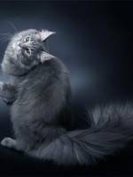 Мэйн кун кот