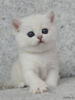 Миленький белый котенок