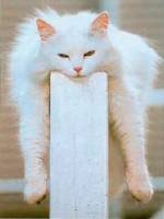 Кошки веселые фотографии животных