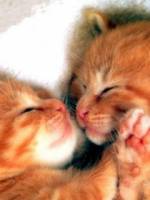 маленьких рыжих котят