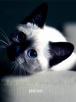 240х320 скачать бесплатно