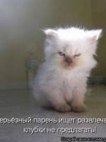 прикольные заставки на телефон бесплатно