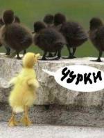 скачать бесплатные смешные картинки
