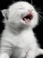 котята фото