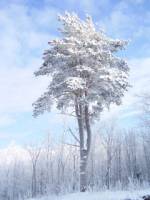 Зимняя природа картинки
